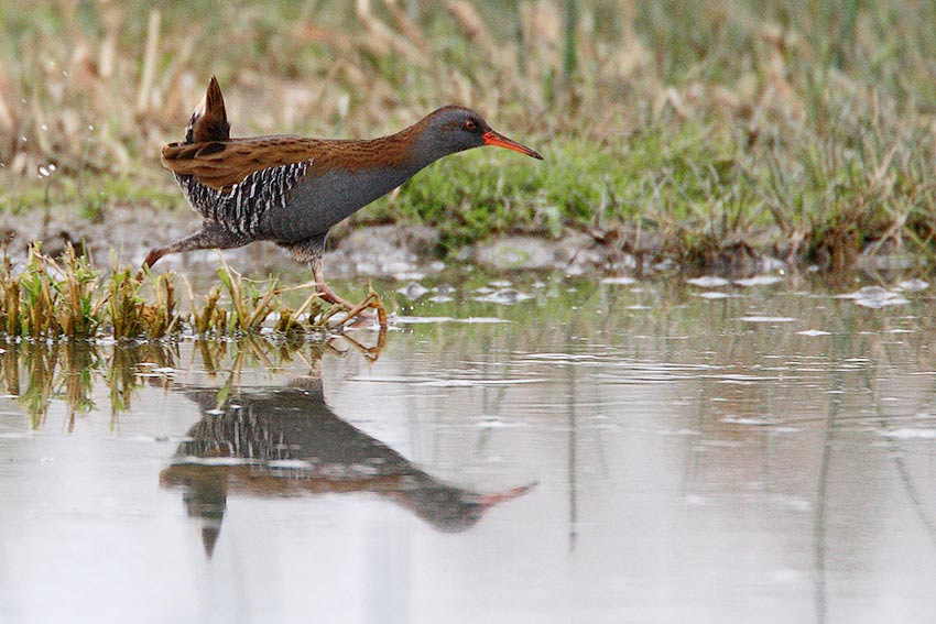 Porciglione in corsa